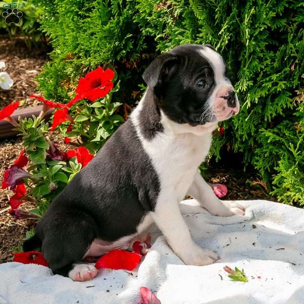 Sunny Little Silas, Boston Terrier Puppy